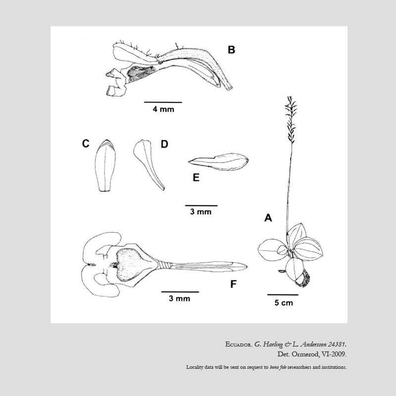 Aspidogyne harlingii